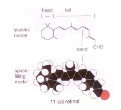 <p>a form of retinal, which is derived from vitamin A (retinol); specifically the cis-isomer (a kink/cis double bond) at the 11th carbon in its carbon chain</p>