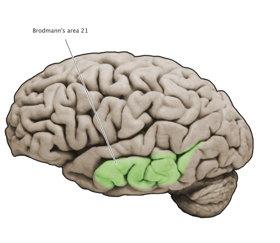 <p>Brodmann's area 21</p>