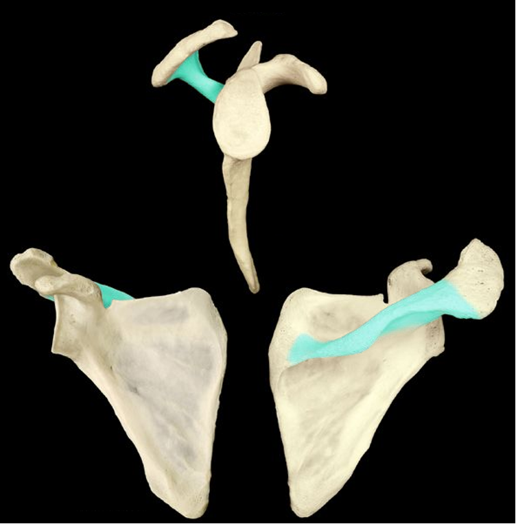 <p>The raised ridge on the posterior side of the scapula</p>