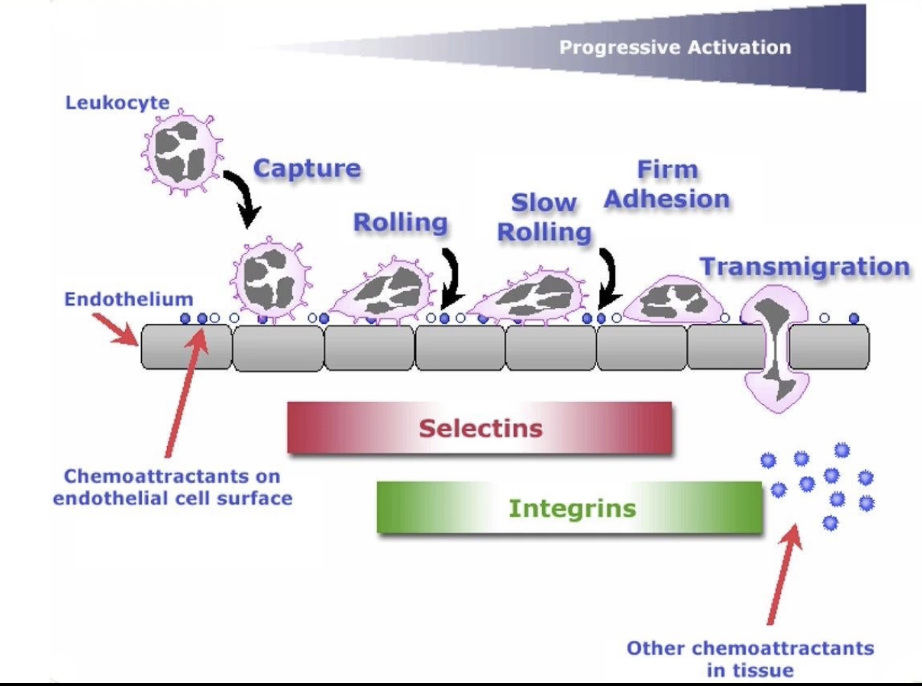 <ul><li><p><strong>Five stages</strong>: Capture → Rolling → Slow rolling → Firm adhesion → Transmigration</p></li><li><p><strong>Selectins</strong>:</p><ul><li><p>Mediate early stages (capture, rolling, slow rolling)</p></li></ul></li><li><p><strong>Integrins</strong>:</p><ul><li><p>Activated by PAF/GPCR signals during slow rolling</p></li><li><p>Mediate <strong>firm adhesion</strong></p></li><li><p>Enable <strong>transmigration</strong></p></li></ul></li><li><p>Activation of cell adhesion molecules is <strong>sequential</strong> and regulated</p></li></ul><p></p>