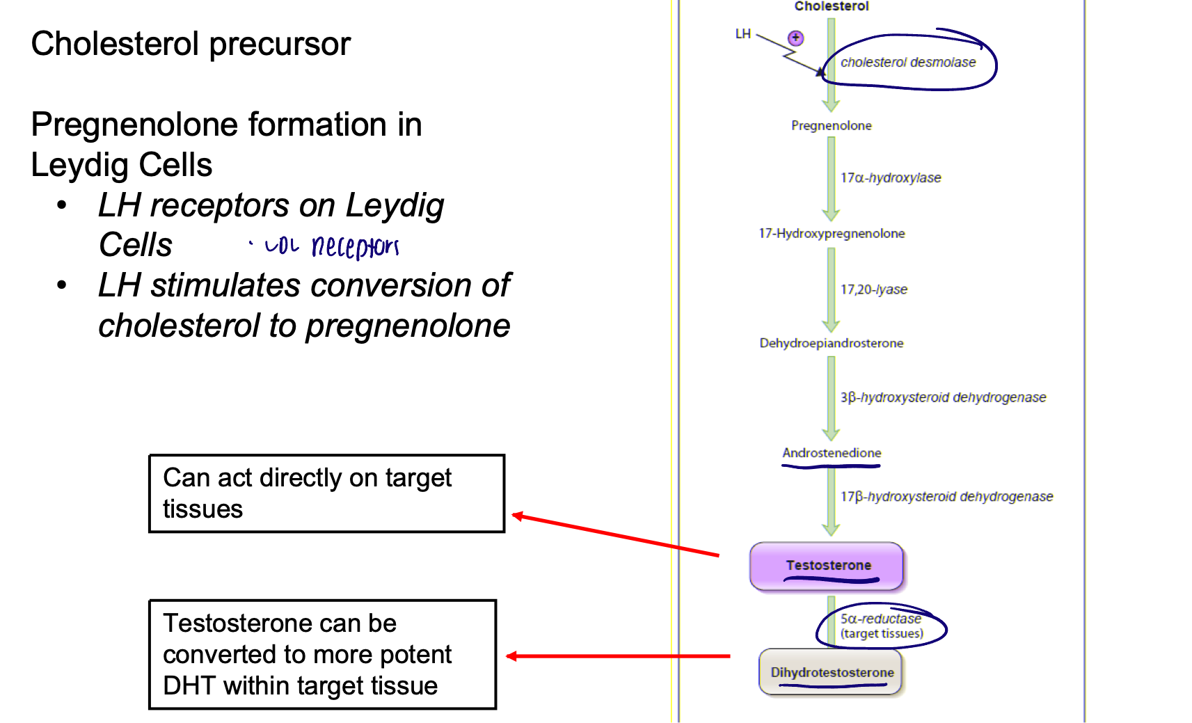 <ul><li><p>Cholesterol precursor </p></li><li><p>Pregnenolone formation in Leydig cells</p><ul><li><p>LH receptors on Leydig cells</p></li><li><p>LH stimulates conversion of cholesterol to pregnenolone </p></li></ul></li><li><p>Both testosterone and DHT exert androgenic effects via androgen receptor (AR)</p></li><li><p>DHT binds the androgen receptor with much greater affinity than testosterone and is there 50X more potent </p></li></ul><p></p>