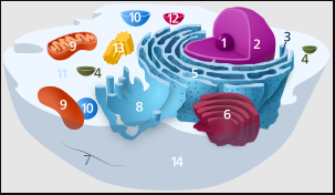 organelle no. 5