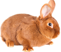 <p>RABBITS (Oryctolagus cuniculus)</p><p>Strain</p><p>Colour</p><p>Characteristics</p>