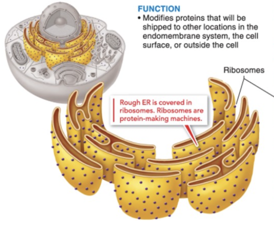 <p>rough endoplasmic reticulum</p>