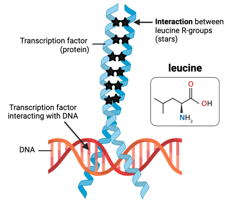 <p>What kind of interactions enable these leucine molecules to contribute to the structure of this protein?</p><ul><li><p><span>a. hydrogen bond</span></p><p></p></li><li><p><span>b. hydrophobic interaction</span></p><p></p></li><li><p><span>c. ionic bond</span></p><p></p></li><li><p><span>d. nonpolar covalent bond</span></p><p></p></li><li><p><span>e. polar covalent bond</span></p></li></ul><p></p>