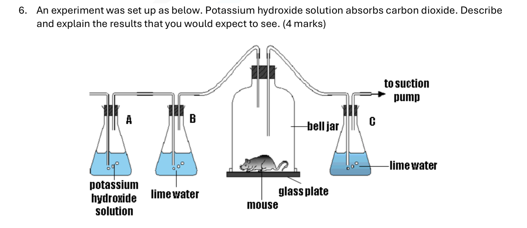 <p>The mouse is living. Describe and explain the results expected. (4 marks)</p>