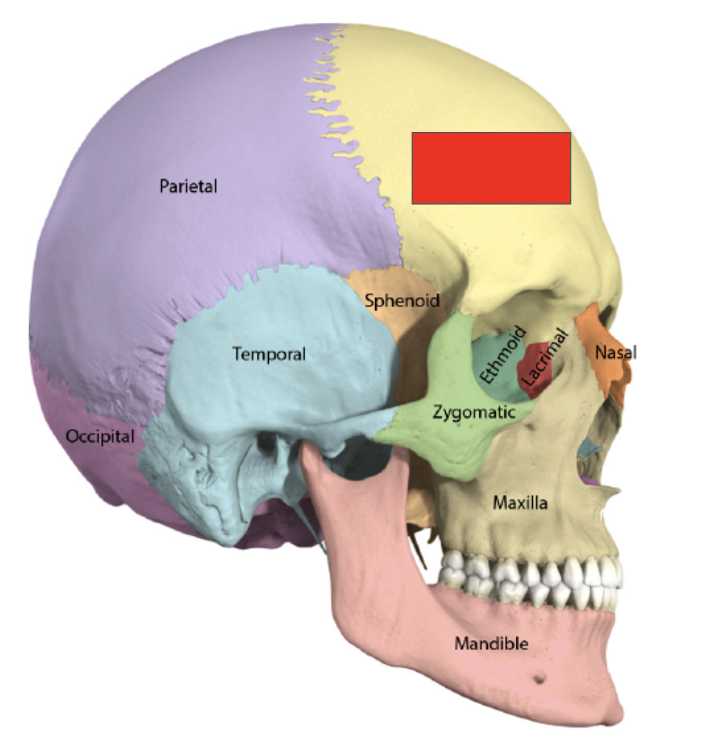 <p>Name the covered bone</p>