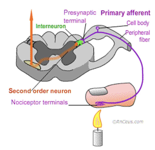 <p><span>Once activated, nociceptors transmit</span></p>