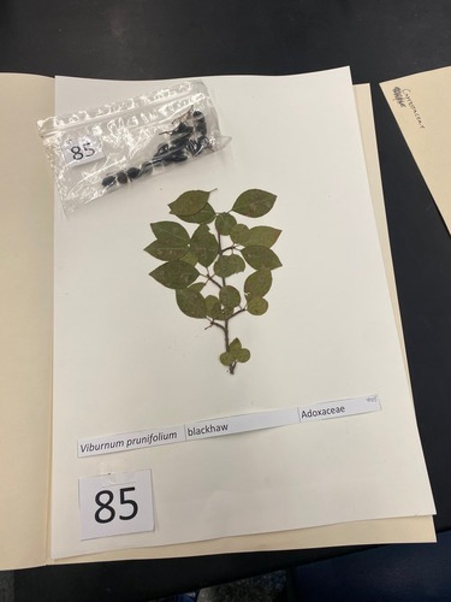 <p>Viburnum prunifolium (Adoxaceae)</p>