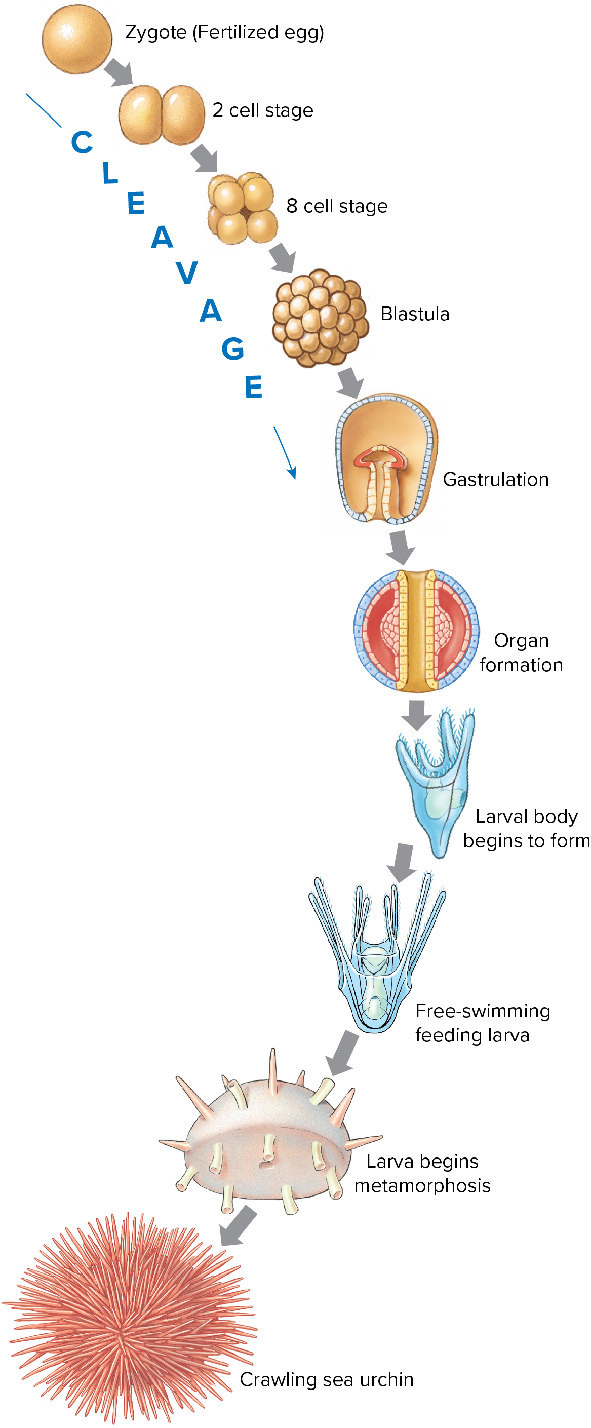 development of an animal