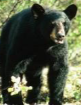 <p>Black Bear</p>