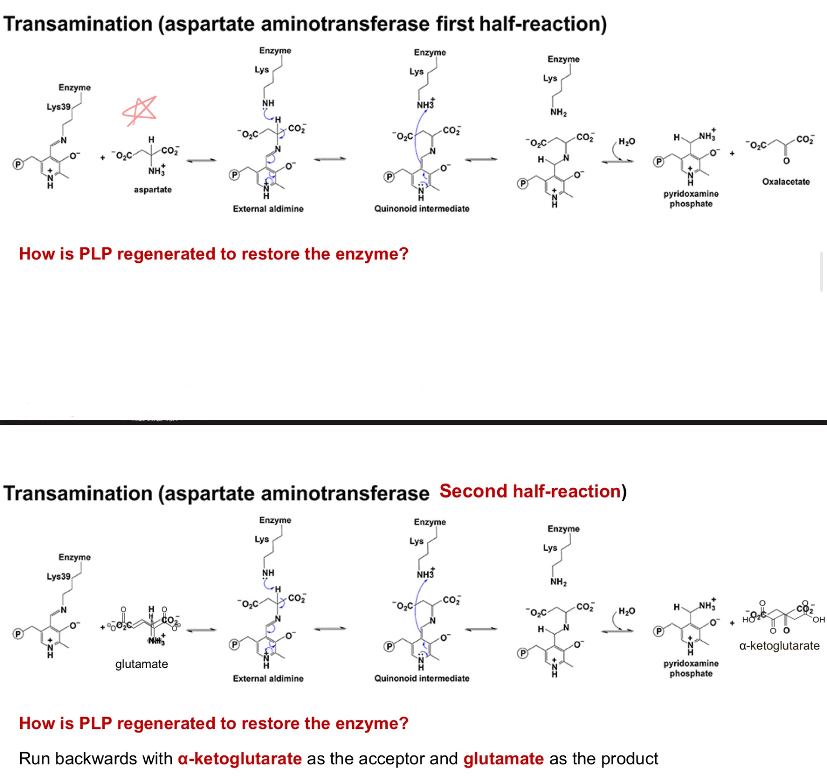 <p>How is PLP regenerated to restore enzyme?</p>