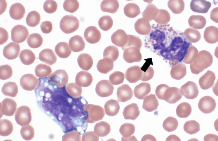 segmented nucleus

Basophilic cytoplasm

Exotic neutrophils