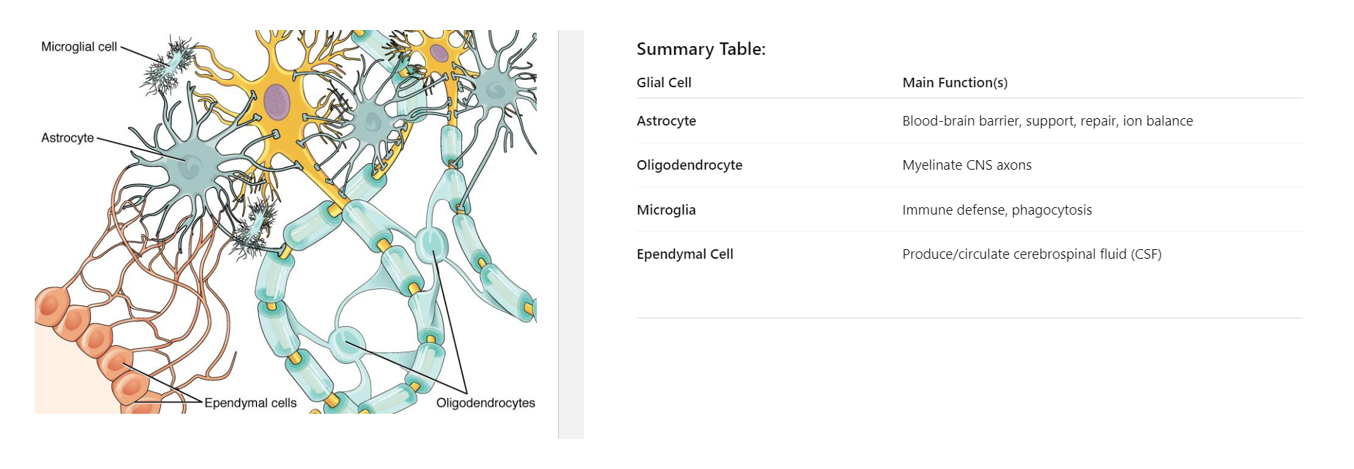 <p>• Astrocyte – it is the star-shaped cell.</p><p>Main Functions:</p><ul><li><p>Maintain the blood-brain barrier (control what enters/exits the brain from the blood).</p></li><li><p>Provide structural support to neurons.</p></li><li><p>Regulate ion and nutrient concentrations in the extracellular space.</p></li><li><p>Repair damaged nervous tissue.</p></li><li><p>Assist in neurotransmitter recycling.</p></li></ul><p>• Oligodendrocyte – It insulates axon with myelin sheath.&nbsp;One oligodendrocyte can myelinate multiple axons.&nbsp;</p><p>• Microglia – Act as the immune cells of the CNS(brain). They protect against infection.</p><p>• Ependymal cell –&nbsp;create cerebrospinal fluid</p><p>(all these cells are only in central nervous system)</p>