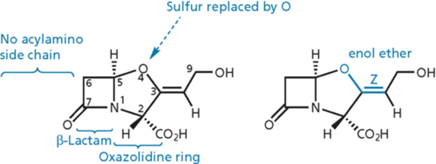 <p>- inhibits beta-lactamase enzyme</p><p>- has beta-lactam ring but no side chain on the left = not a dipeptide, not fooling PBPs into thinking its D-ala, D-ala</p><p>- administered with amoxicllin (Augmentin is amoxicillin + CA)</p><p>- mechanism-based irreversible inhibitor</p>