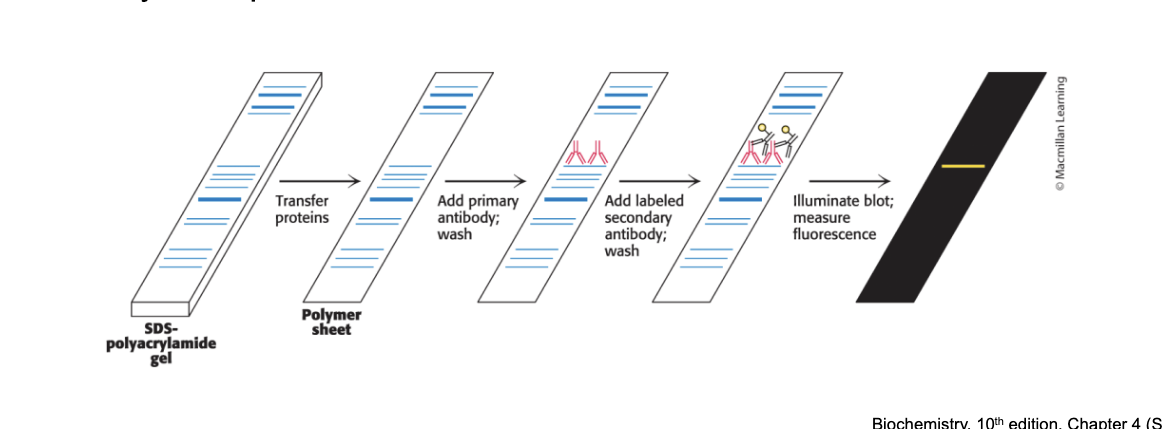 <p>the detection and quantification of proteins separated by gel electrophoresis</p><ul><li><p>western blotting = proteins are separated in an SDS-PAGE gel → transferred to polymer → stained with primary antibody → stained with secondary antibody → quantified (measure fluorescence)</p></li><li><p>primary antibody = antibody specific for the <u>protein</u></p></li><li><p>secondary antibody = antibody specific for the <u>primary antibody shapes</u></p><ul><li><p>attached to an enzyme that generated a chemiluminescent product or contains a fluorescent tag to enable identification and quantification</p></li></ul></li></ul><p></p>