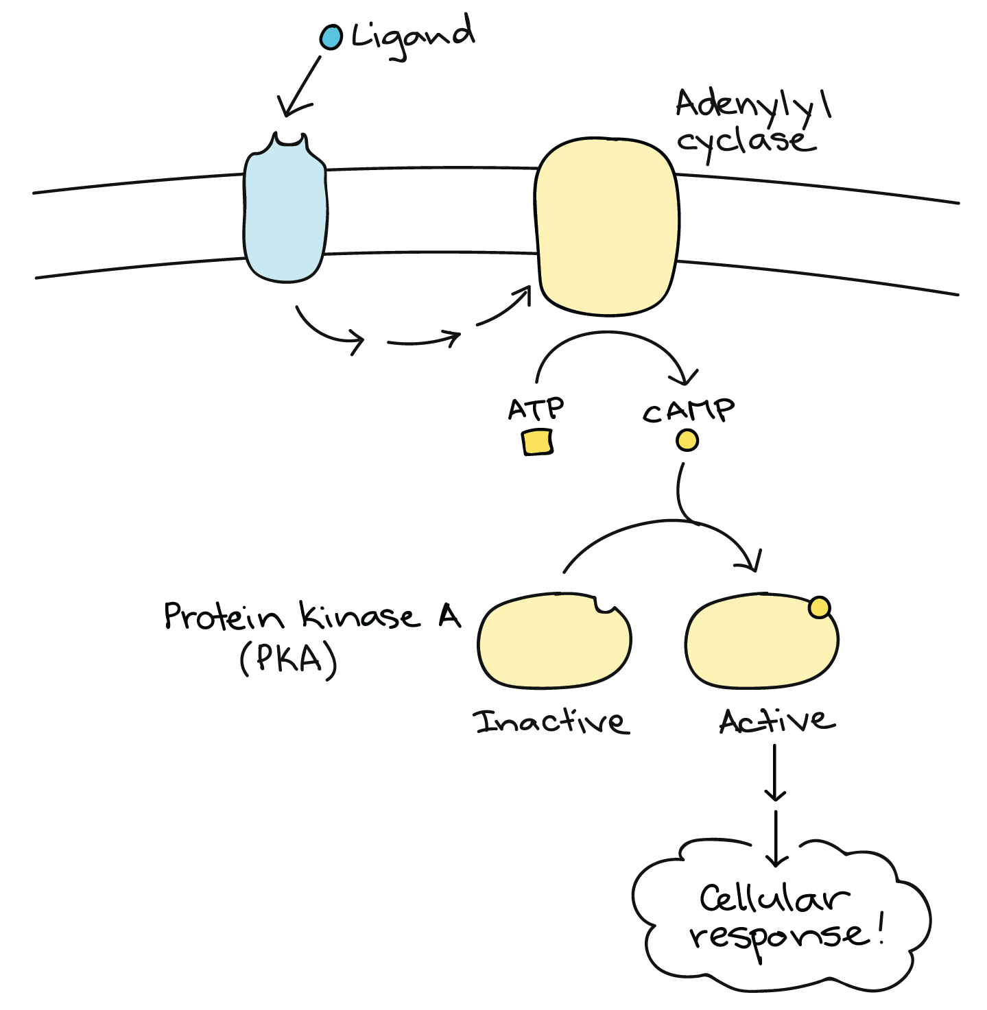 <p>-GPCR pathway</p><p>- <u>adenylyl cyclase</u> = effector protein (activated by GTP)</p><p>-cAMP phosphorylated via <u>PKA</u></p><p>-<u>PKA</u> = protein kinase A. activates glycogen synthesis</p>