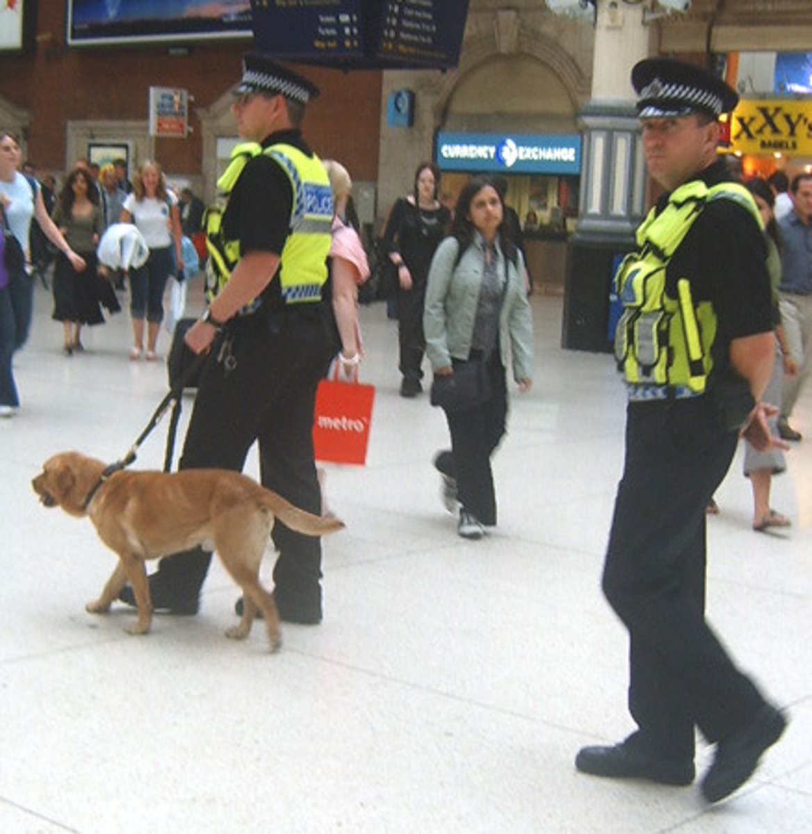 <p>a dog that is trained and used by the police or army to find hidden drugs or bombs, or to find someone the police are looking for, using its sense of smell</p><ul><li><p><em>Russian scientists have crossed a jackal with a husky to make the ultimate s________ d______ .</em></p></li></ul><p><span style="color: yellow"><strong>also: detector dog</strong></span></p>