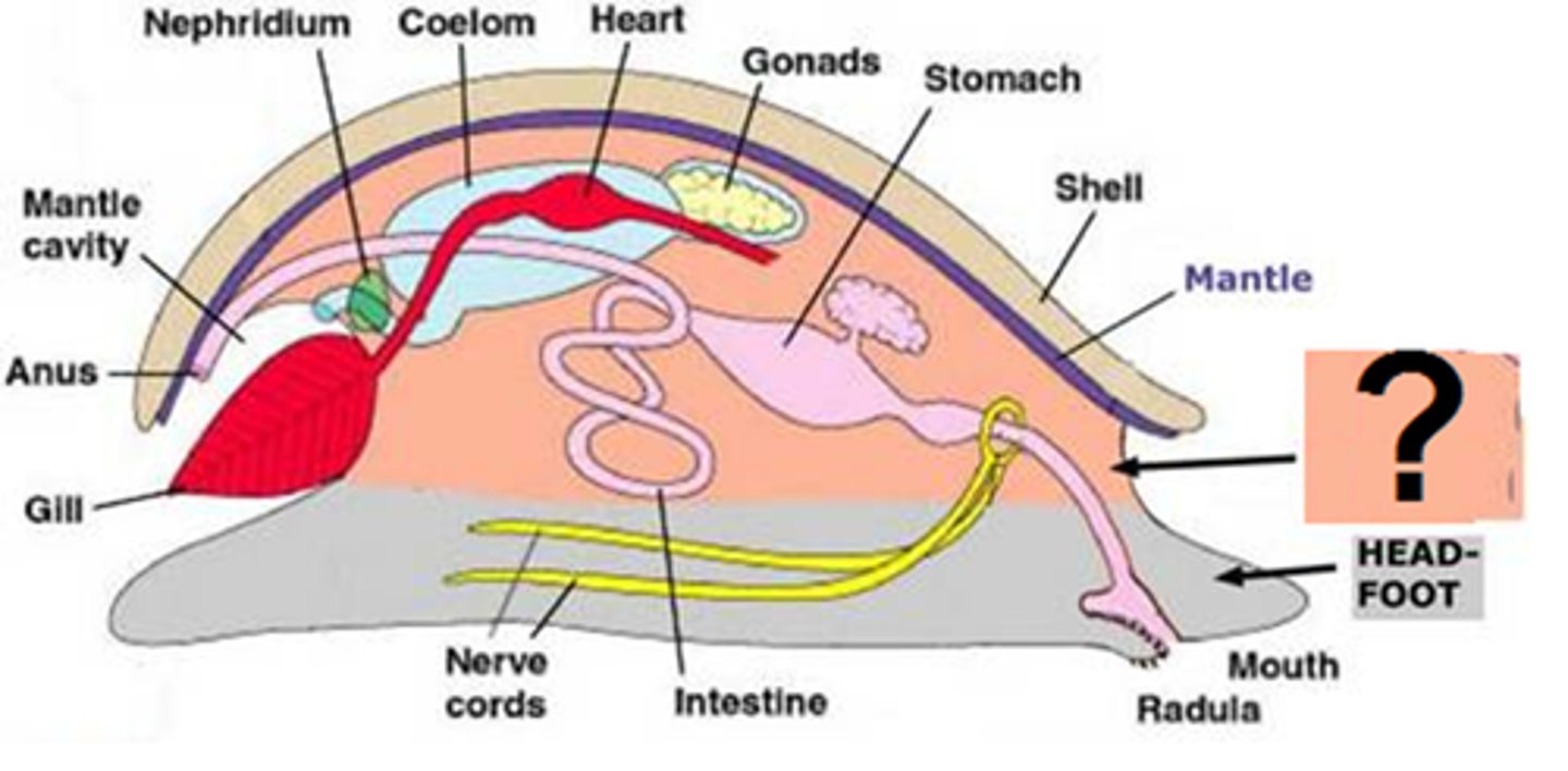 <p>The organ-containing bulk of the three-part body plan of mollusks</p>