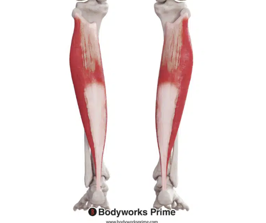<p>*posterior</p>