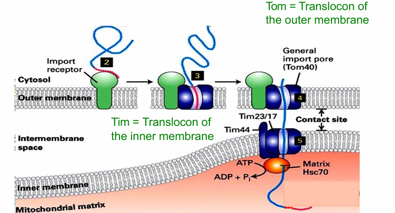 <ul><li><p>General Import Pore (AKA Tom40)&nbsp;</p><ul><li><p>Translocation channel&nbsp;</p></li></ul></li><li><p>When bound to import receptor, the matrix-targeting sequence is translocated to the general import pore&nbsp;</p></li><li><p>The protein is shuttled through that translocation channel&nbsp;</p></li><li><p>If targeted to the matrix, it will continue into another translocon of the inner membrane&nbsp;</p><ul><li><p>The Tim44, Tim23, Tim17 complex&nbsp;</p></li></ul></li><li><p>At certain contact sites, the two translocons are aligned (Tim/Tom) </p><ul><li><p>Allows for direct movement of protein going to matrix</p></li></ul></li></ul><p></p>