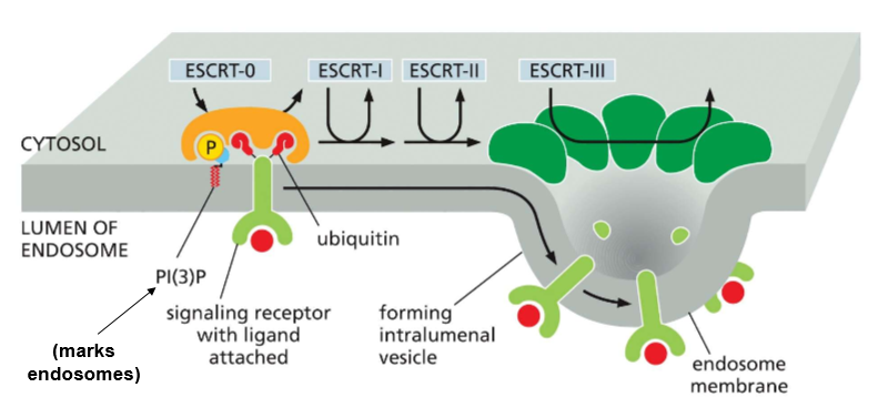 <p>When ubiquitin and a receptor are present on the surface of an endosome, they are attached by PI(3)P to bind with ESCRT-0, who recruits&nbsp;ESCRT-1,&nbsp;who recruits&nbsp;ESCRT-2,&nbsp;who recruits&nbsp;ESCRT-3 for oligermization into a helix that pulls the membrane in on itself</p>