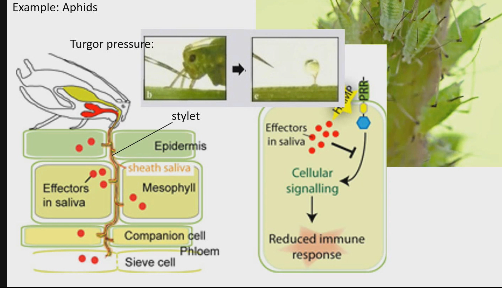 <ul><li><p>Fluid feeder</p></li><li><p>Feed on sap or phloem of the plants</p></li><li><p>Stilt, long tube that gets through all the layers of tree until it gets to the phloem</p></li><li><p>Not like a straw because aphids don’t need to suck because phloem is under turgor pressure</p></li><li><p>Effectors in saliva are being injected into the plant so that the plant doesn’t start any kind of immune response, stopping the aphids meal</p></li><li><p>Don’t directly kill the plant, but cause enough damage to decrease evolutionary fitness</p></li></ul><p></p>