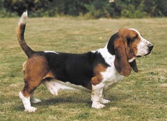 <p>Origin: France</p><p>Height: 13-15 in</p><p>Weight: 40-60 lbs</p><p>Life Span: 10-13 yrs</p><p>Type: Scent Hound</p>