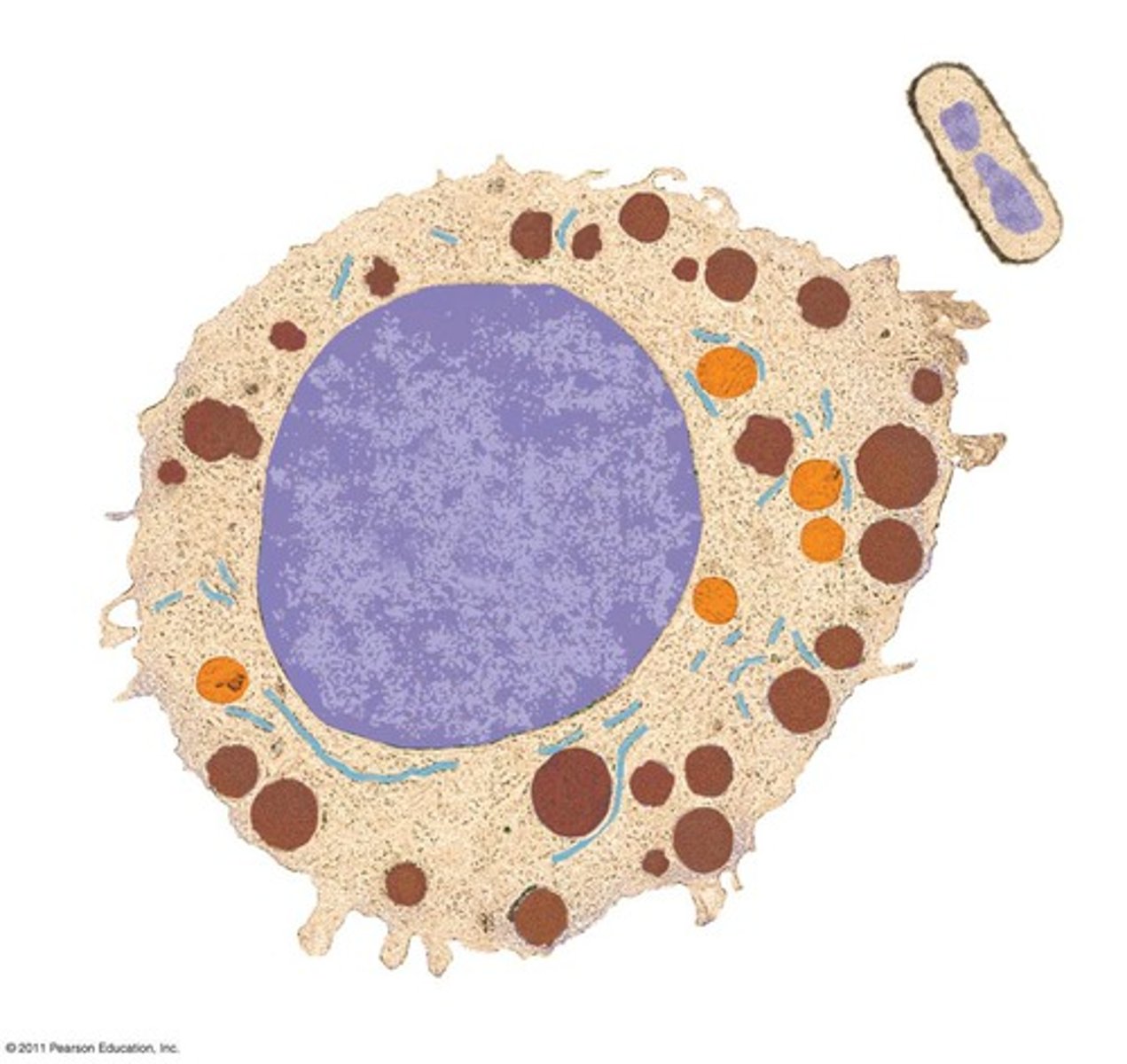 <p>A type of cell lacking a membrane-enclosed nucleus and membrane-enclosed organelles. Organisms with prokaryotic cells (bacteria and archaea) are called prokaryotes.</p>