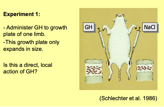 <ol><li><p>GH injection into a growth plate of a long bone in ONE LIMB</p></li><li><p>simtulates growth in the growth plate of this ONE LIMB</p></li></ol><p>RESULT→ Local action of GH</p>