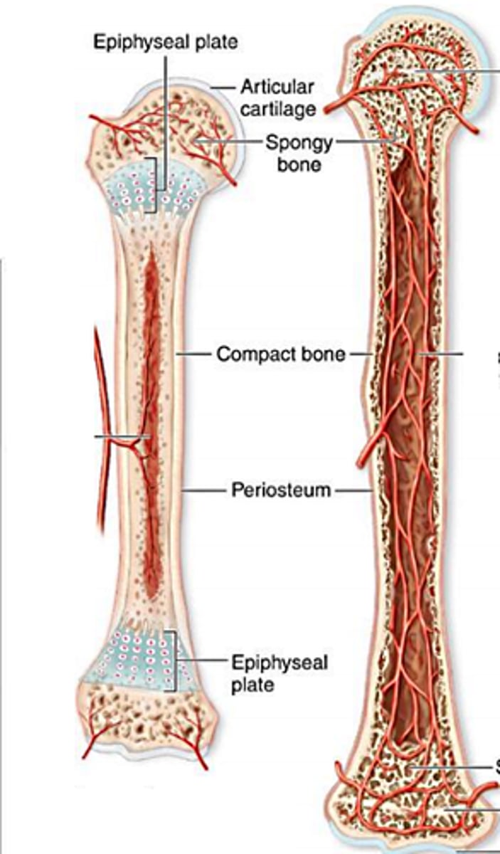 <p>aka longitudinal bone growth- increase in length of long bones-</p>