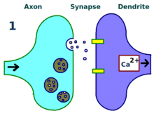 <p>Long-Term Potentiation</p>