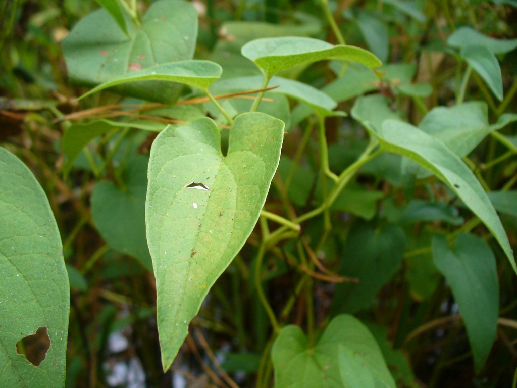 <p><em>Saururus cernuus</em></p>