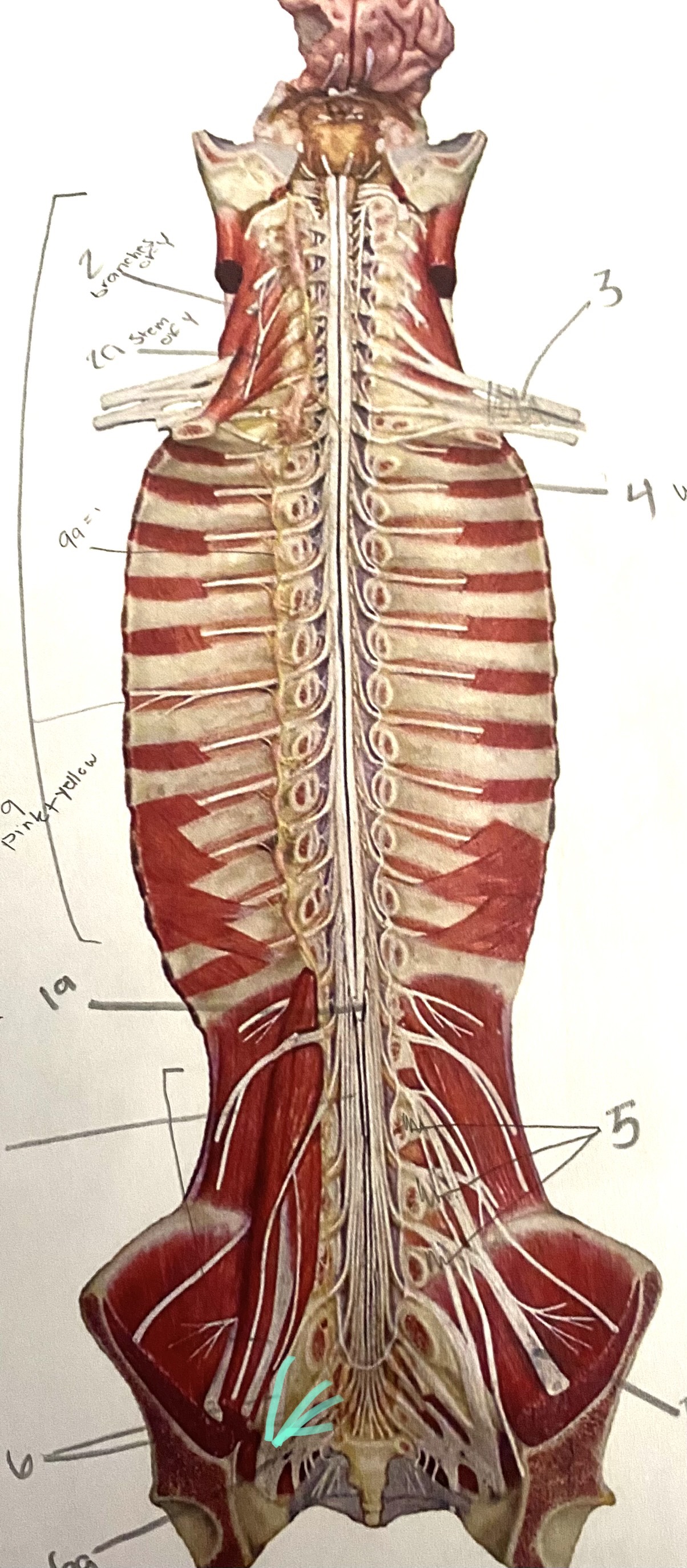 knowt flashcard image