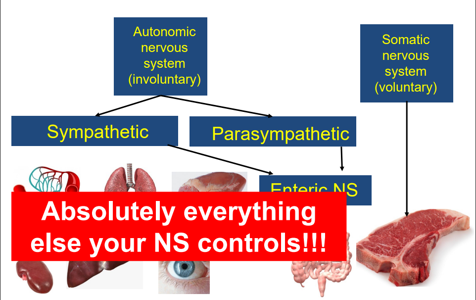 <p>- somatic NS controls muscle, Autonomic NS controls everything else</p><p>- sympathetic NS has enteric NS</p>