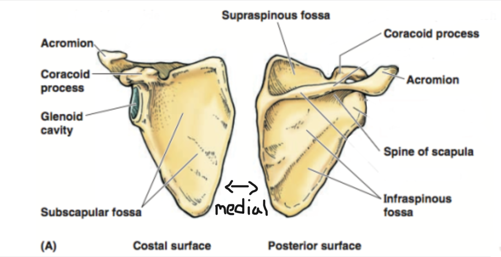 <p>side of scapula closest to midline</p>