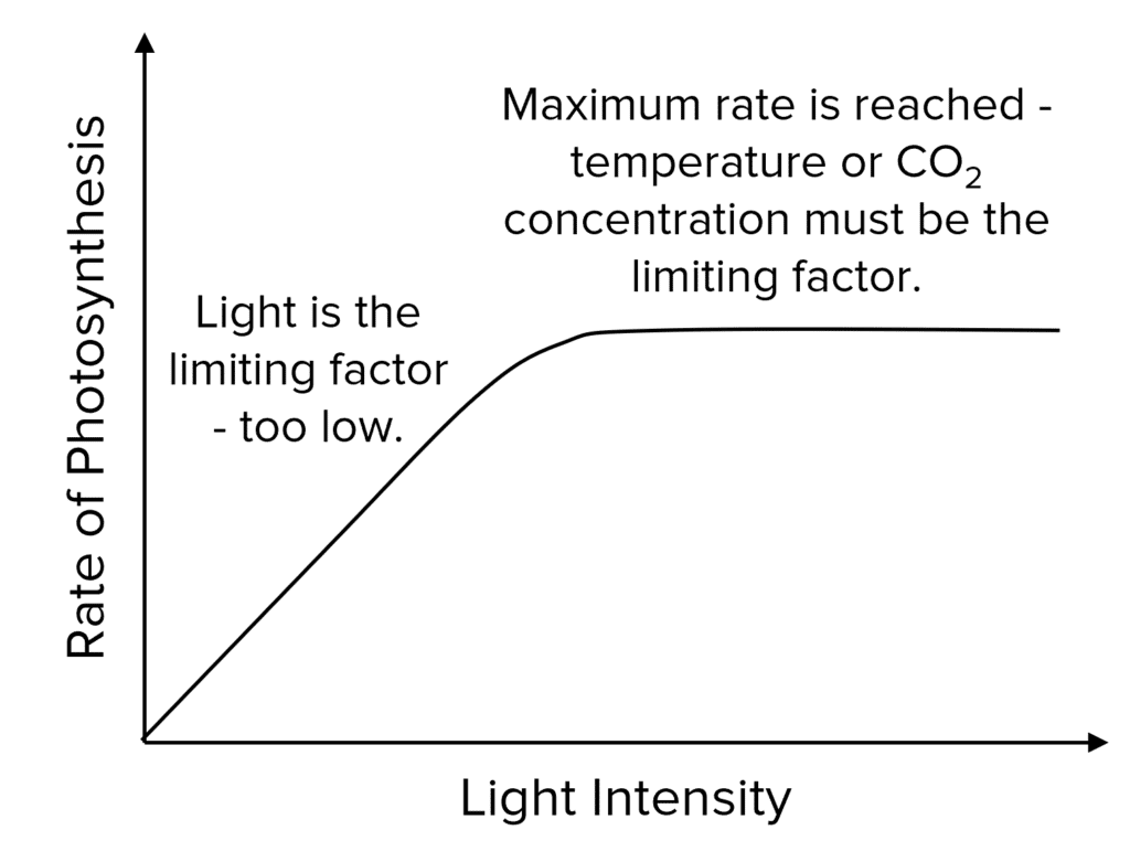 <p>what is required for photosynthesis to occur </p>