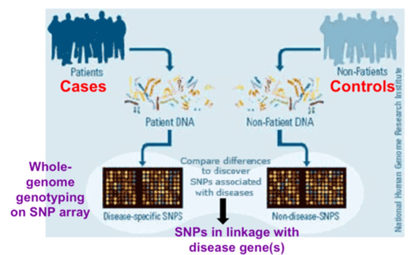 <p>study in which thousands or millions of variable sites tested for association with human diseases<br>- cases are compared to controls to see what genetic variants are associated with disease</p>