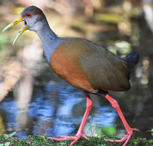 <p>What bird is this?</p>