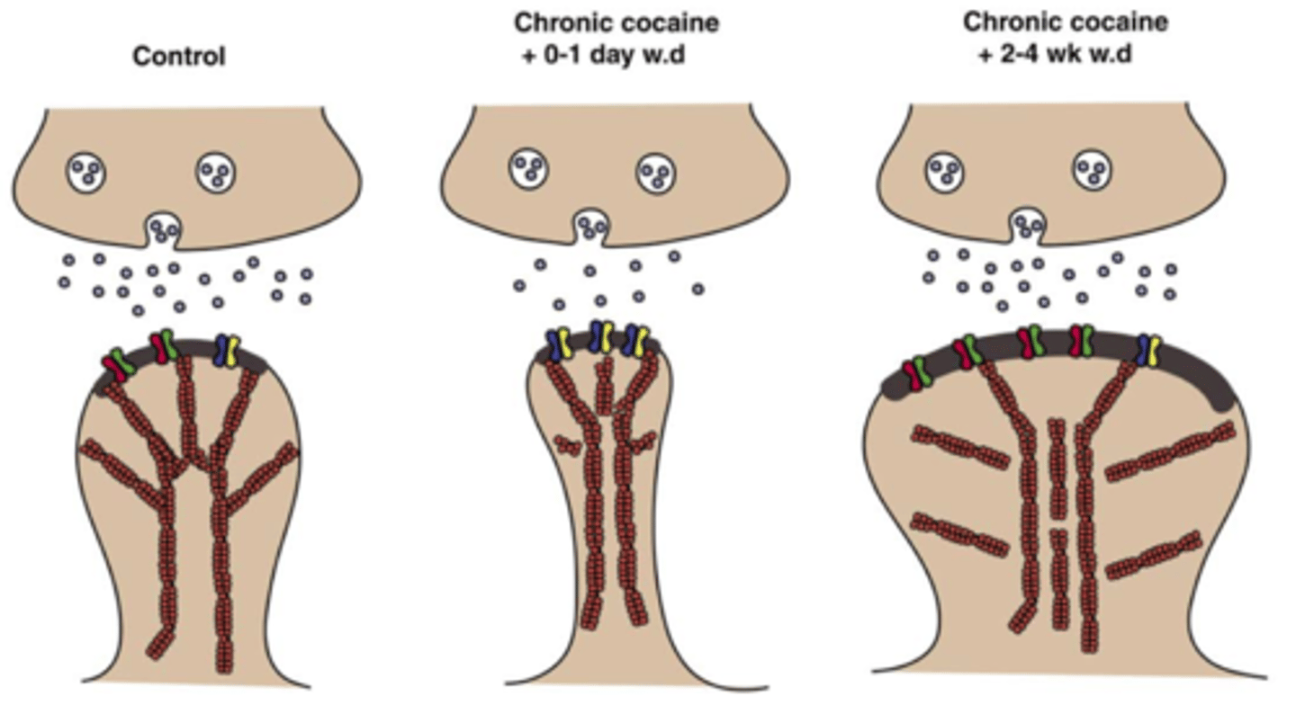 <p>the ability of synapses to strengthen or weaken over time, in response to increases or decreases in their activity (so "use it or lose it!")</p>