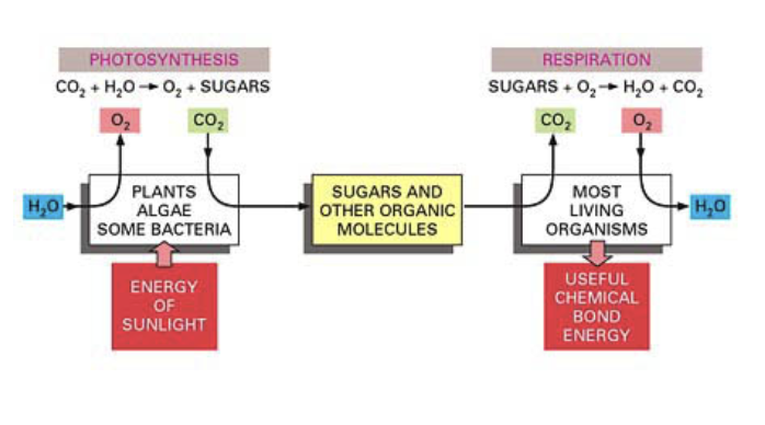 <ul><li><p class="Paragraph SCXO176100568 BCX4" style="text-align: left;"><span style="background-color: inherit; line-height: 19.55px;"><span>Chloroplasts</span></span><span style="line-height: 19.55px;"><span> </span></span></p><ul><li><p class="Paragraph SCXO176100568 BCX4" style="text-align: left;"><span style="background-color: inherit; line-height: 19.55px;"><span>Low energy electrons come from water but are excited to higher energy by light</span></span><span style="line-height: 19.55px;"><span> </span></span></p></li><li><p class="Paragraph SCXO176100568 BCX4" style="text-align: left;"><span style="background-color: inherit; line-height: 19.55px;"><span>Ultimate electron acceptor is NADP+</span></span><span style="line-height: 19.55px;"><span> </span></span></p></li><li><p class="Paragraph SCXO176100568 BCX4" style="text-align: left;"><span style="background-color: inherit; line-height: 19.55px;"><span>Chemical bond energy and reducing power utilised in carbon fixation </span></span><span style="line-height: 19.55px;"><span> </span></span></p></li></ul></li><li><p class="Paragraph SCXO176100568 BCX4" style="text-align: left;"><span style="background-color: inherit; line-height: 19.55px;"><span>Mitochondria</span></span><span style="line-height: 19.55px;"><span> </span></span></p><ul><li><p class="Paragraph SCXO176100568 BCX4" style="text-align: left;"><span style="background-color: inherit; line-height: 19.55px;"><span>High energy electrons come from NADH</span></span><span style="line-height: 19.55px;"><span> </span></span></p></li><li><p class="Paragraph SCXO176100568 BCX4" style="text-align: left;"><span style="background-color: inherit; line-height: 19.55px;"><span>Ultimate electron acceptor is oxygen</span></span><span style="line-height: 19.55px;"><span> </span></span></p></li><li><p class="Paragraph SCXO176100568 BCX4" style="text-align: left;"><span style="background-color: inherit; line-height: 19.55px;"><span>Chemical bond energy used in cellular processes</span></span><span style="line-height: 19.55px;"><span> </span></span></p></li></ul></li></ul><p></p>