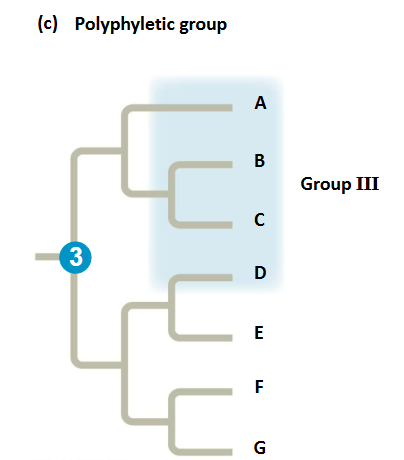 <p>grouping includes distantly related species but does not include their most recent common ancestor</p>