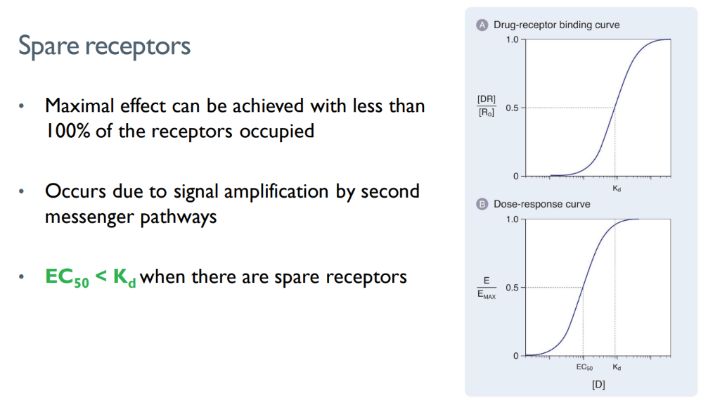 <p>ec50 (dose to get 50% maximum effect) &lt; dose to get 50% of receptors activated </p><p>(obvi u need less drugs) </p>