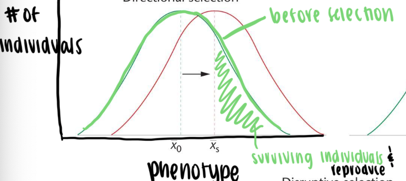 <p>phenotypes at one end of a spectrum become selected for or against</p><ul><li><p>usually as a result of changes in environment</p></li></ul><p></p>
