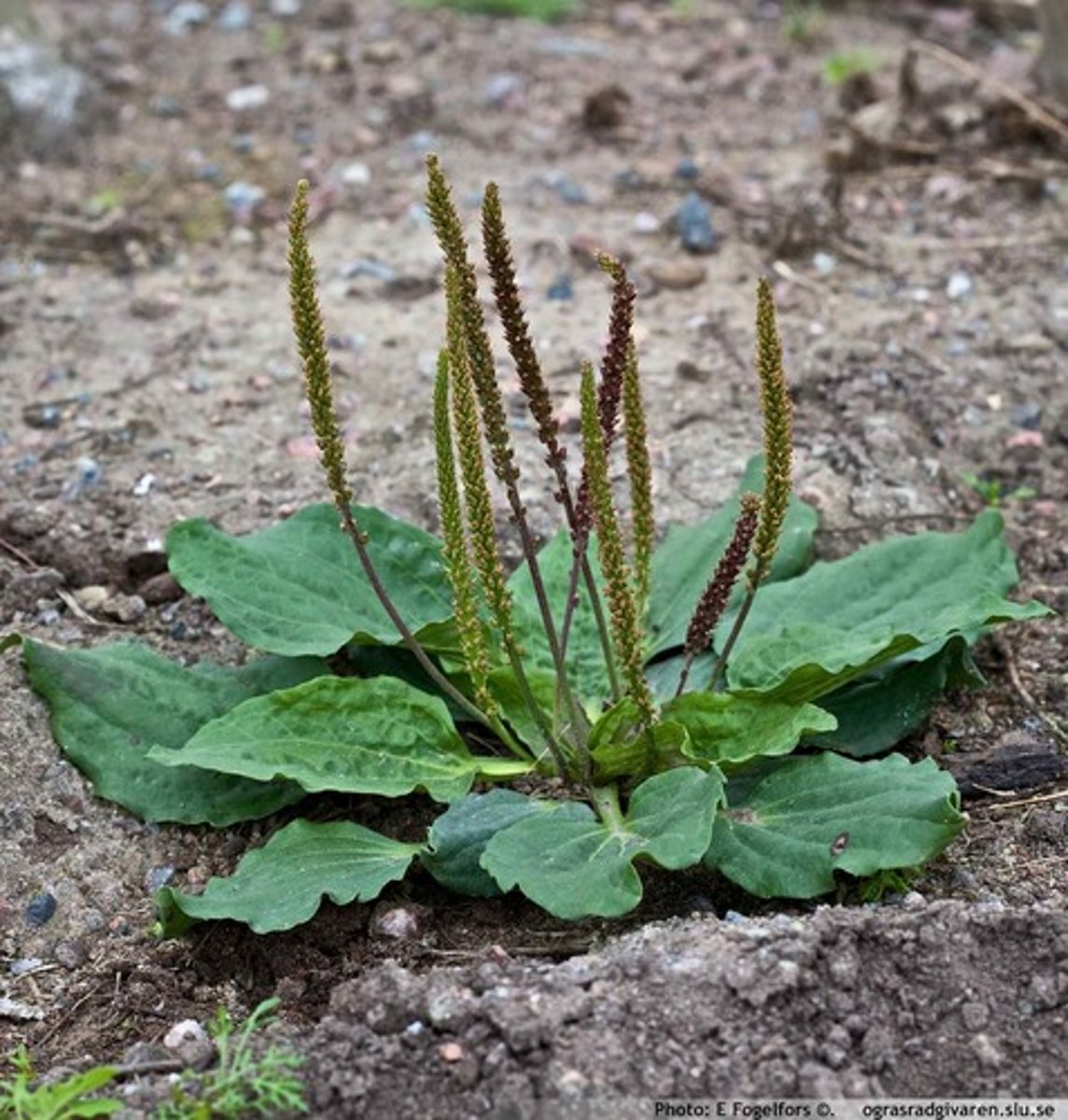 <ul><li><p>large-leaf pondweed-like leaves with longer leafed petiole</p></li><li><p>basal rosette</p></li><li><p>tall inflorescences</p></li></ul><p>Genus</p>