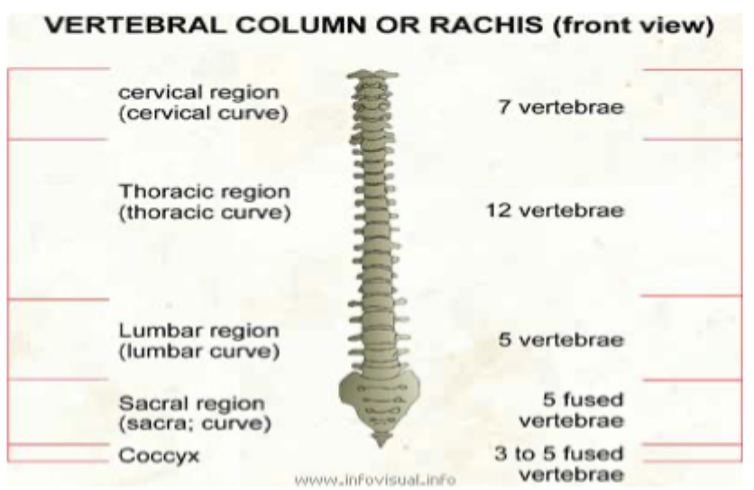 <p>Each segment has a specific indentity which determines the nature of the tissues being formed</p><p>This is clearly seen in the vertebrae- cervical vertebrae lack rib attachments for example</p><p>In any species this pattern is highly conserved </p>