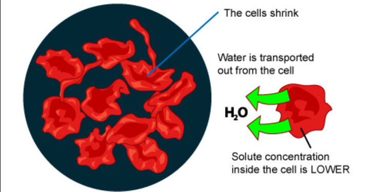 <p> a solution that has a higher concentration of solutes compared to another solution.</p><p>there are more solute particles and fewer water molecules, which can lead to water moving out of cells when separated by a semipermeable membrane.</p>