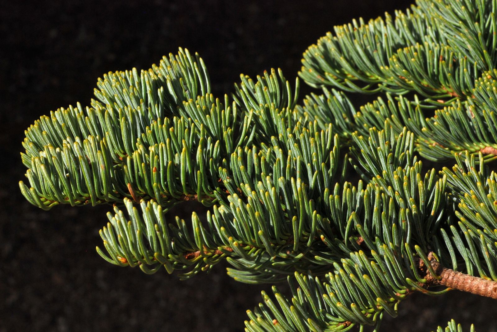 <p>Conifer, evergreen, large, 125-200 ft (38-60 m) high, narrow pyramidal crown, short branches. &nbsp;&nbsp;Bark is thick, reddish brown, and deeply furrowed in narrow ridges.&nbsp;&nbsp;Leaves (needles) are linear, 2-3 cm long, spirally arranged but concentrated on the upper side of the twig, pointing upward (needles on the underside are hockey-stick-shaped... i.e., base parallels the twig... similar to <em>A. procera</em>), silvery-green to blue-green, stomatal bloom on all surfaces.&nbsp;&nbsp; Cones 15-22 cm long, cylindrical, purple or purplish-brown then brown at maturity. Native to California, extreme western Nevada and the Siskiyous of southern Oregon.&nbsp;&nbsp;Found in almost pure stands at high altitudes along the western slopes of the Sierra Nevada Mountains of California.</p>