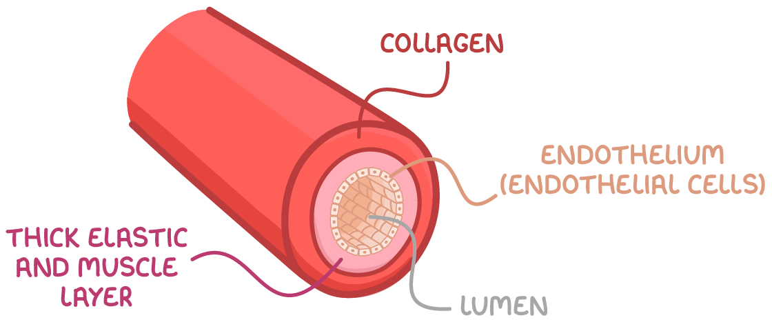 <p><strong>Three tissue layers:</strong></p><ul><li><p>Connective tissue</p></li><li><p>Thin muscular wall or Smooth muscle</p></li><li><p>Endothelium (They line the blood vessel)</p></li></ul><p><strong>Lumen</strong> have a <strong>wide diameter</strong> in veins</p><p></p>