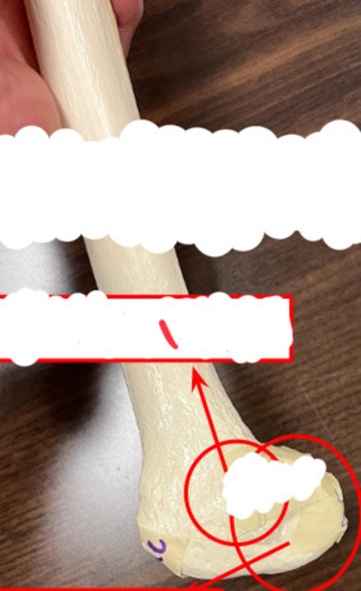 <p>what structure is labeled by 1?</p>